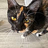 Margo joined the competition — help win amazing prizes! animal, attention, cat, close_up, curious, cute, domestic_cat, feline, floor, fur, house_pet, indoor, looking_up, mammal, pet, playful, portrait, tortoiseshell, whiskers, yellow_eyes