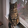 animal, calm, cat, domestic, ears, face, feline, fur, indoor, looking, marble_sill, natural_light, pet, quiet, reflection, sitting, tabby, tail, whiskers, window