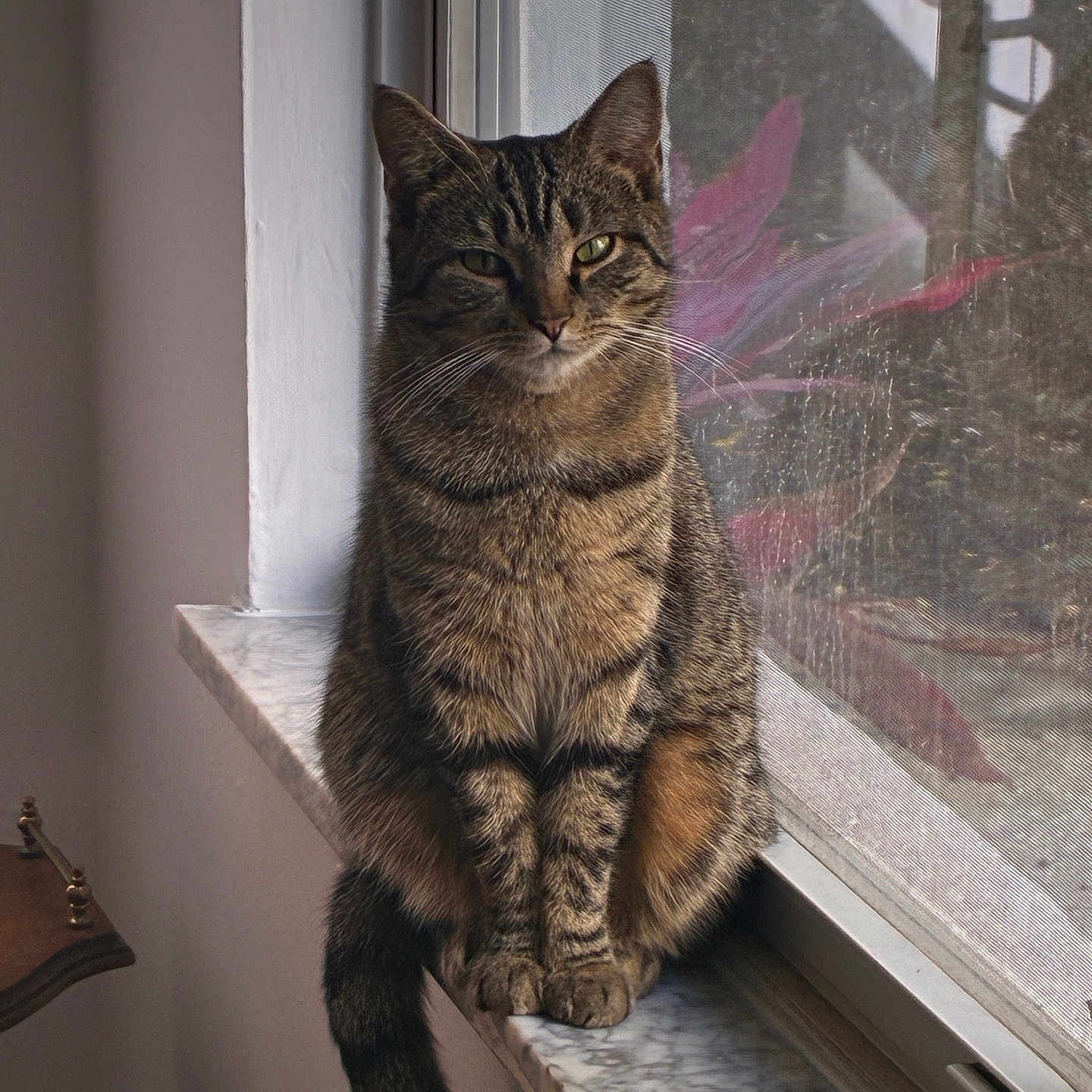 Elsa Of Florida is registered to the contest to win money with this photo: animal, calm, cat, domestic, ears, face, feline, fur, indoor, looking, marble_sill, natural_light, pet, quiet, reflection, sitting, tabby, tail, whiskers, window