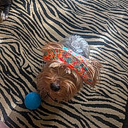 Pooch joined the competition — help win amazing prizes! dog, small_dog, pet, headband, colorful_accessory, blue_ball, toy, zebra_rug, rug, indoor, home, floor, furry, brown_fur, gray_fur, cute, playful, fashion, companion_animal, portrait