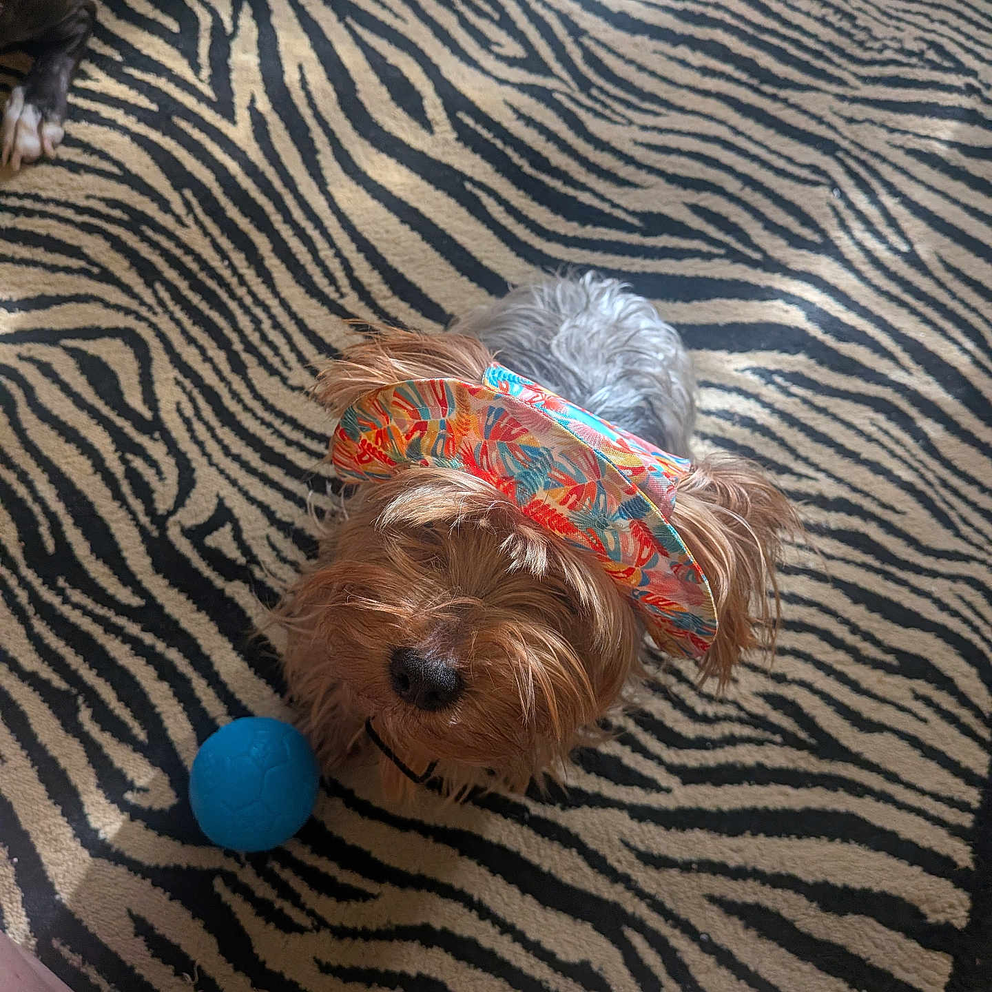 Pooch