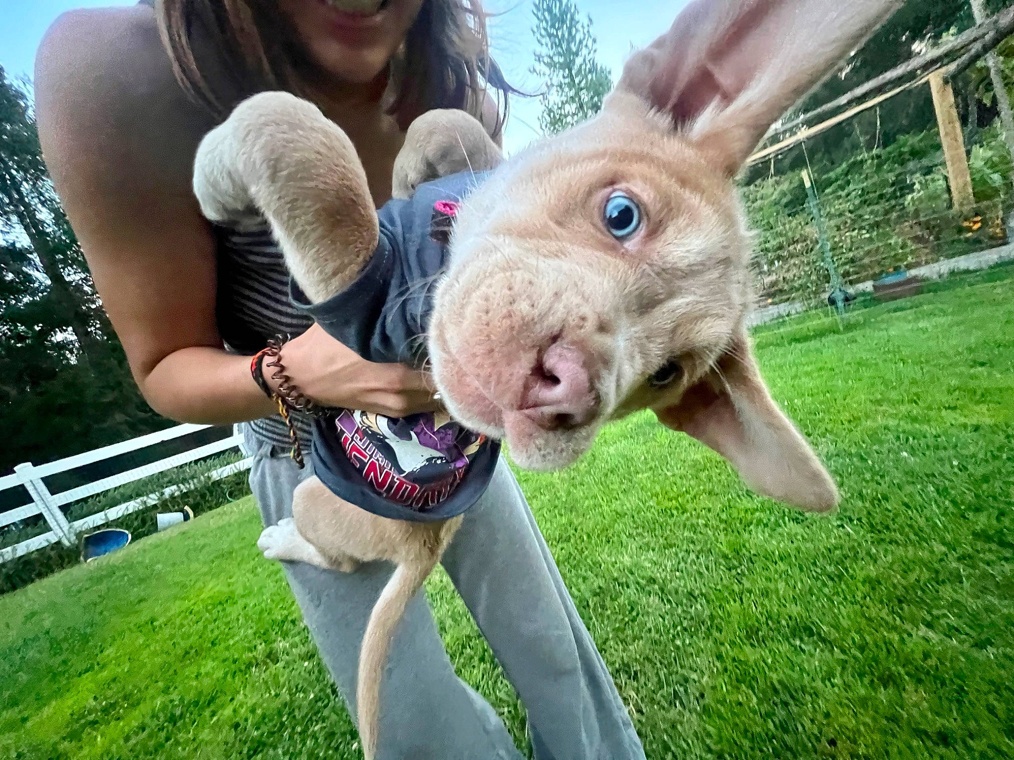 Molly joined the competition — help win amazing prizes! child, companion_dog, dog_breed, fawn, fun, fur, grass, happy, leisure, livestock, rabbit, rabbits_and_hares, recreation, sitting, snout, sporting_group, stuffed_toy, summer, toy, working_animal