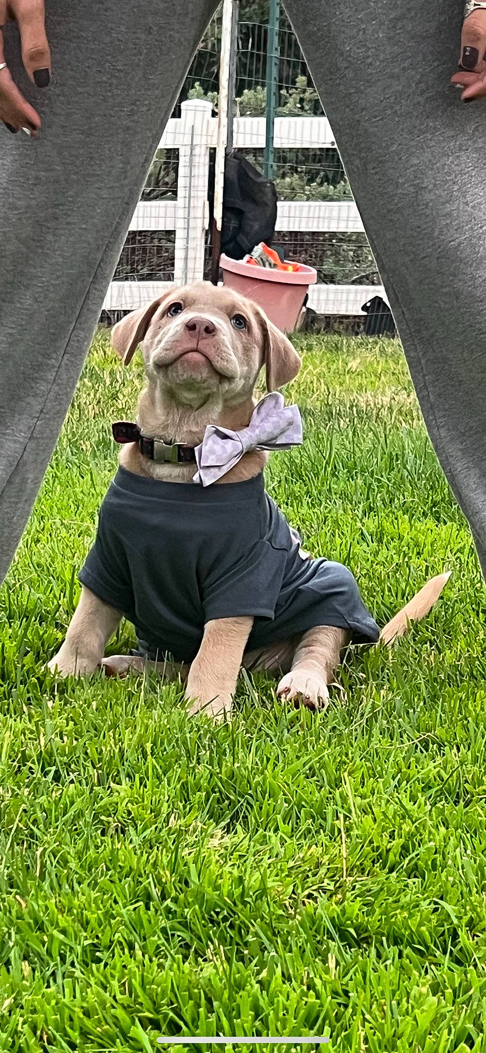 Molly is registered to the contest to win money with this photo: canidae, carnivore, collar, companion_dog, costume, dog, dog_breed, dog_clothes, dog_collar, dog_supply, fashion_accessory, fawn, grass, leash, pet_supply, plant, snout, sporting_group, toy_dog, working_animal