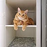 cat, orange_cat, feline, pet, fluffy, shelf, cabinet, indoor, curious, relaxed, paws, animal, cute, domestic_animal, fur, whiskers, ears, looking, resting, household