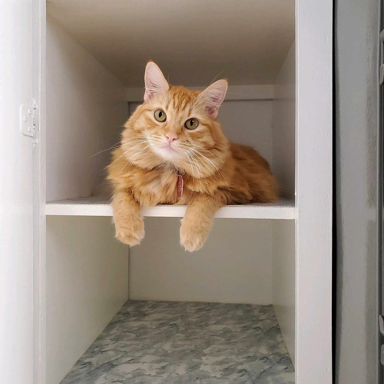 Bug is registered to the contest to win money with this photo: cat, orange_cat, feline, pet, fluffy, shelf, cabinet, indoor, curious, relaxed, paws, animal, cute, domestic_animal, fur, whiskers, ears, looking, resting, household