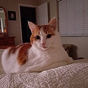 Babygirl joined the competition — help win amazing prizes! cat, orange_and_white, bedroom, quilt, furniture, window, blinds, mirror, dresser, indoor, pet, animal, relaxed, lying_down, fur, whiskers, ears, face, eyes, home