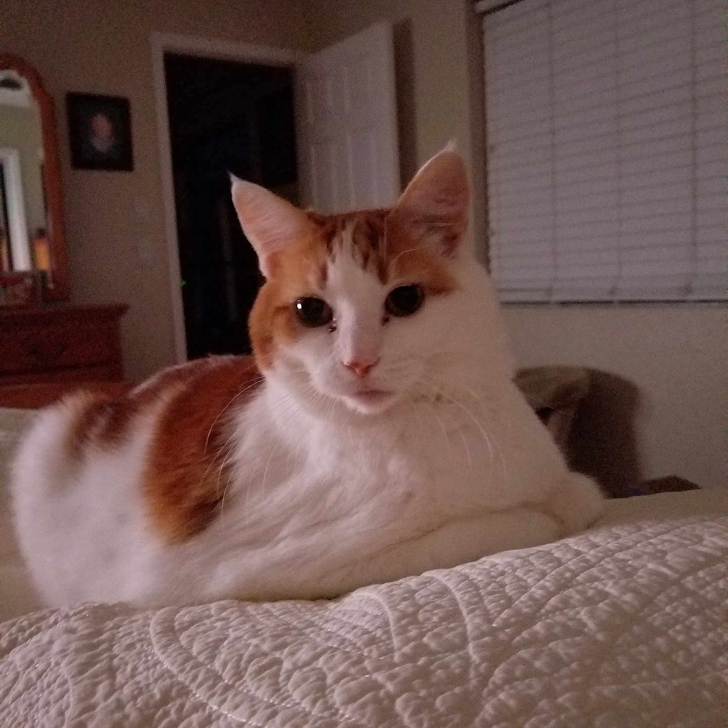 Babygirl joined the competition — help win amazing prizes! animal, bedroom, blinds, cat, dresser, ears, eyes, face, fur, furniture, home, indoor, lying_down, mirror, orange_and_white, pet, quilt, relaxed, whiskers, window