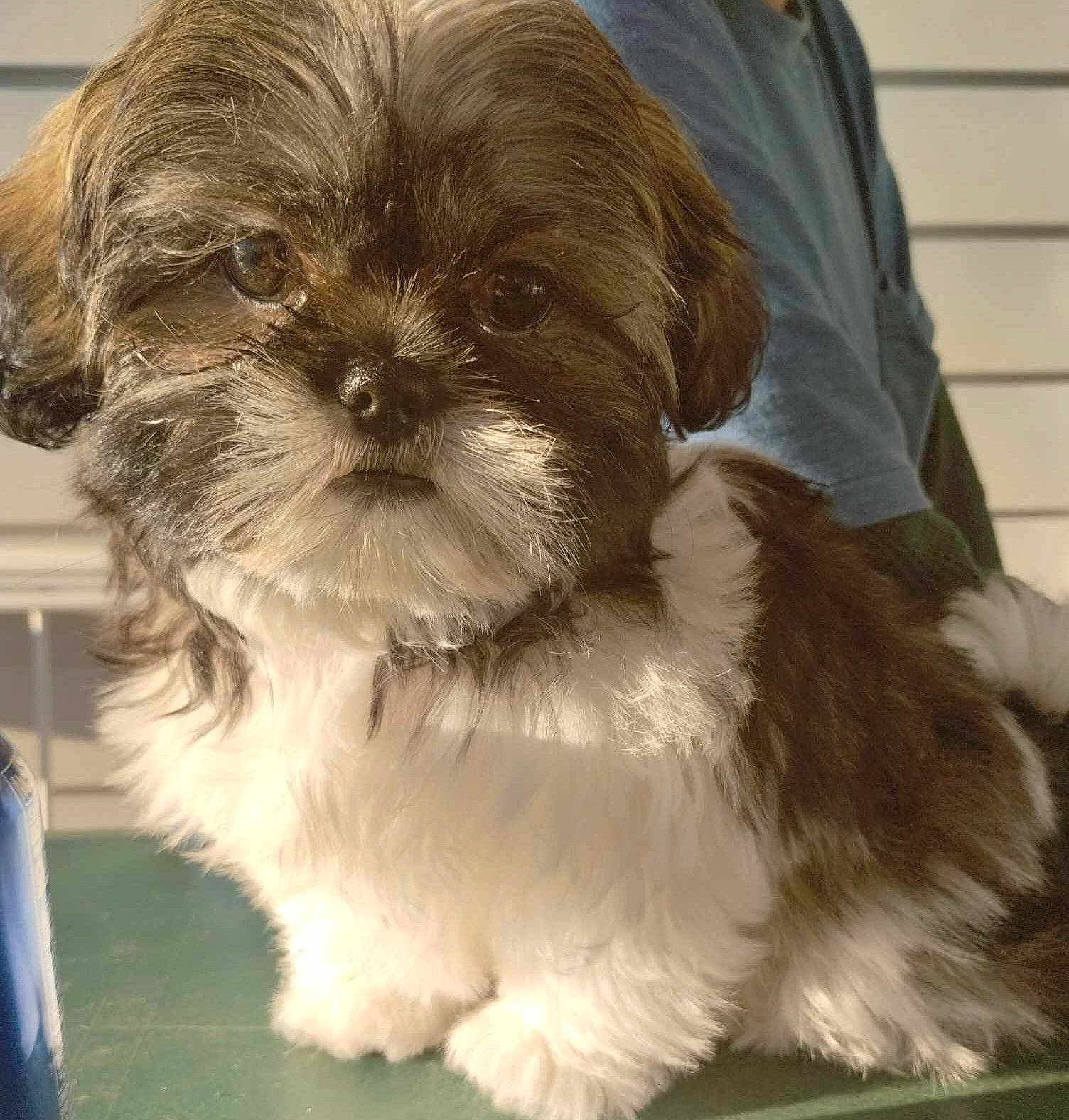 Roxi joined the competition — help win amazing prizes! canidae, carnivore, companion_dog, dog, dog_breed, fawn, fur, liver, maltepoo, non_sporting_group, shih_poo, shih_tzu, small_terrier, snout, sporting_group, terrestrial_animal, terrier, toy_dog, whiskers, working_animal