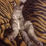 Zou a rejoint le concours — aidez-le/la à gagner de superbes lots ! kitten, cat, sleeping, relaxed, gray_tabby, feline, pet, animal, fur, whiskers, paws, blanket, tiger_stripe_pattern, cozy, indoor, cute, resting, domestic_cat, soft, comfort