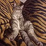 kitten, cat, sleeping, relaxed, gray_tabby, feline, pet, animal, fur, whiskers, paws, blanket, tiger_stripe_pattern, cozy, indoor, cute, resting, domestic_cat, soft, comfort