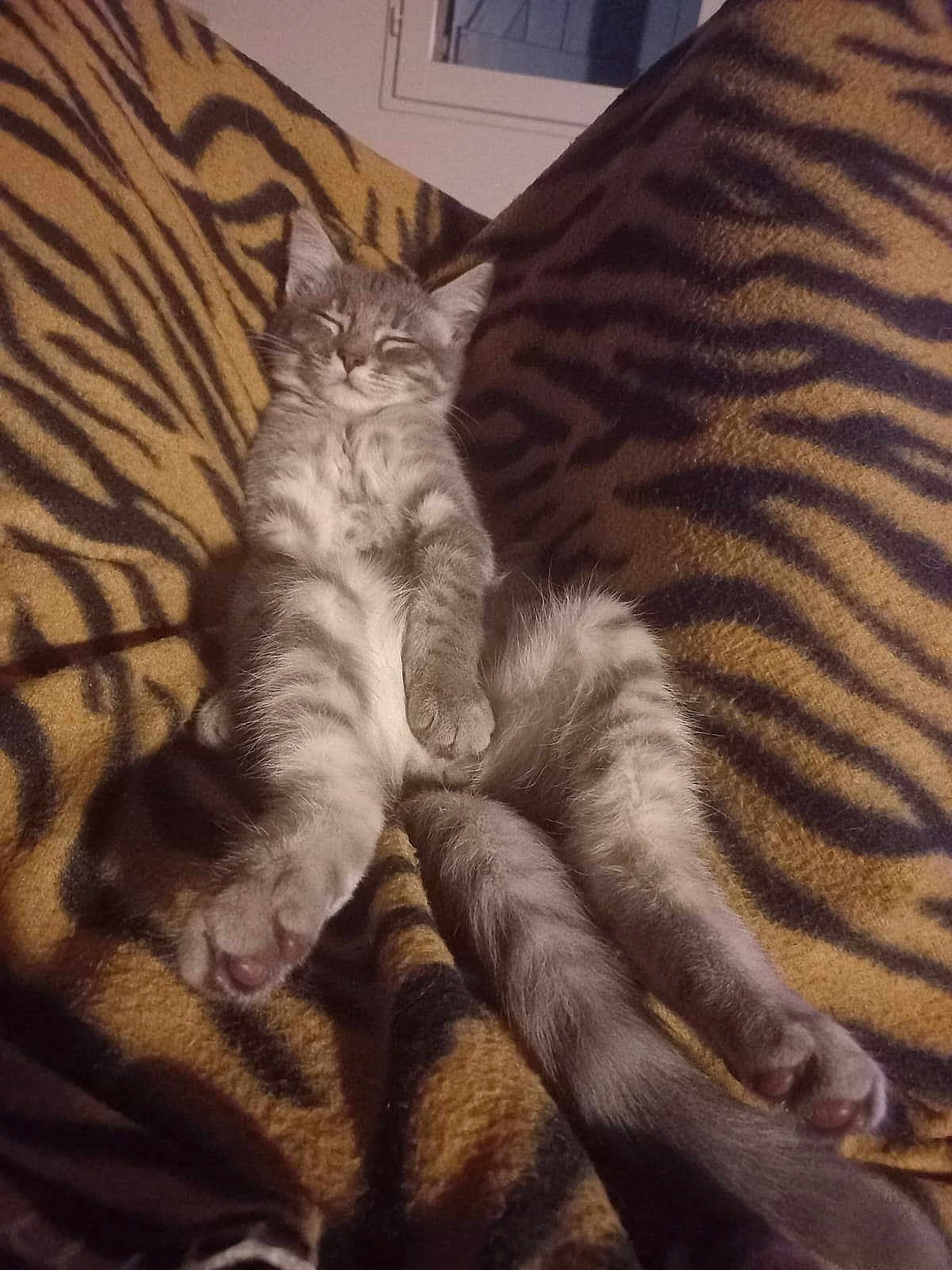 Zou a rejoint le concours — aidez-le/la à gagner de superbes lots ! kitten, cat, sleeping, relaxed, gray_tabby, feline, pet, animal, fur, whiskers, paws, blanket, tiger_stripe_pattern, cozy, indoor, cute, resting, domestic_cat, soft, comfort