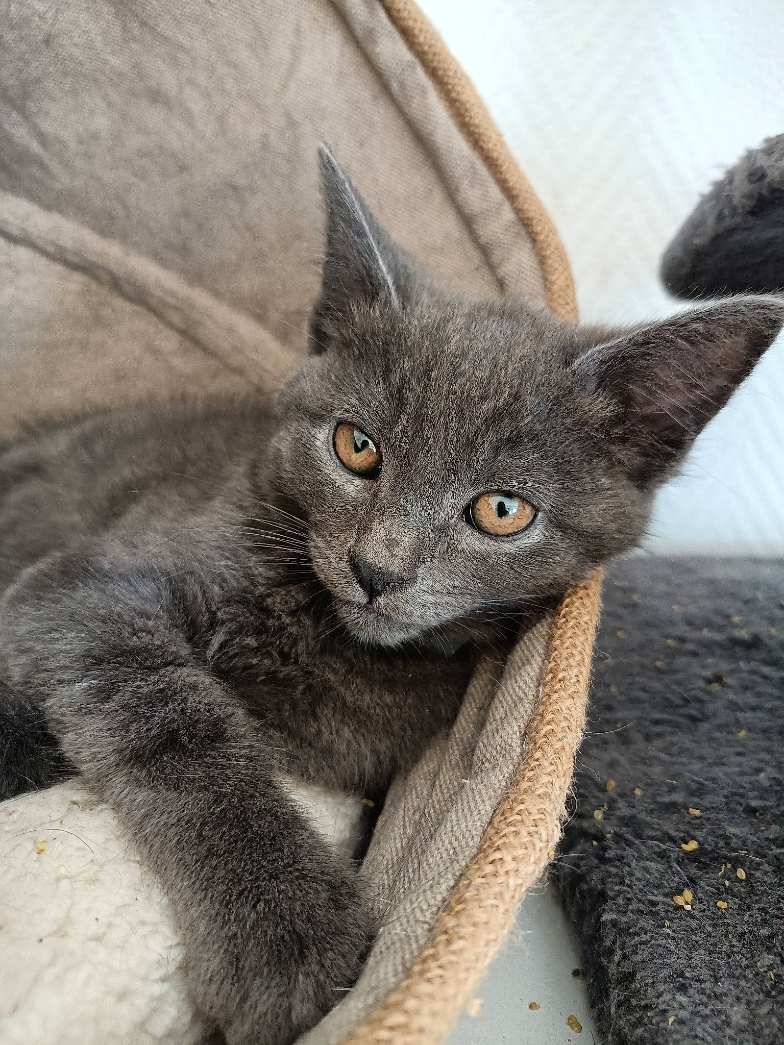 Sushi participe au concours pour gagner de l'argent avec cette photo : carnivore, cat, cat_supply, claw, domestic_short_haired_cat, ear, felidae, fur, grey, russian_blue, sculpture, small_to_medium_sized_cats, snout, tail, whiskers, window