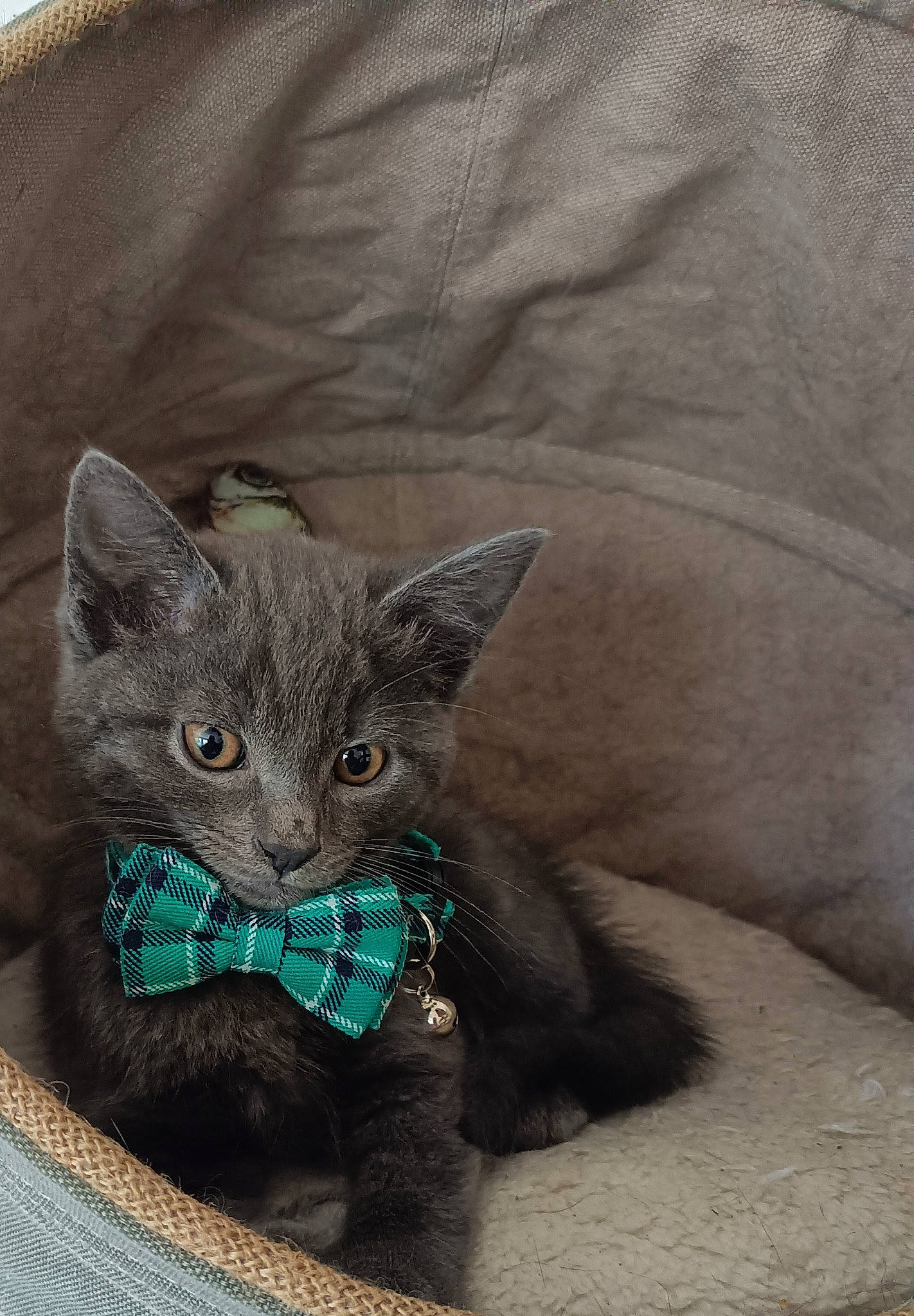 Sushi a rejoint le concours — aidez-le/la à gagner de superbes lots ! carnivore, cat, cat_supply, claw, comfort, domestic_short_haired_cat, electric_blue, felidae, fur, grey, russian_blue, small_to_medium_sized_cats, snout, tail, terrestrial_animal, whiskers