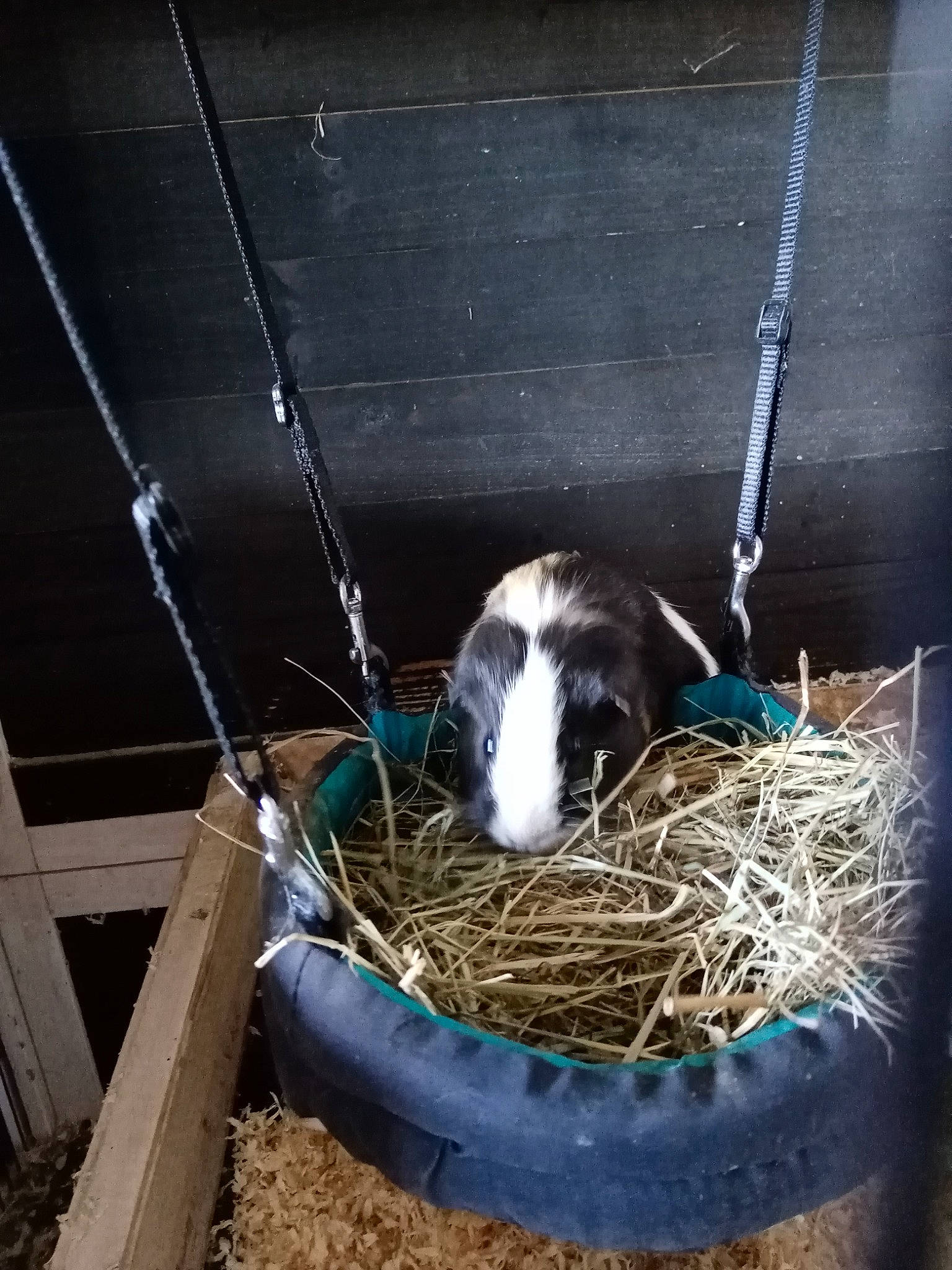 Jojo a rejoint le concours — aidez-le/la à gagner de superbes lots ! animal_shelter, bird_nest, domestic_rabbit, guinea_pig, hay, nest, rabbits_and_hares, straw