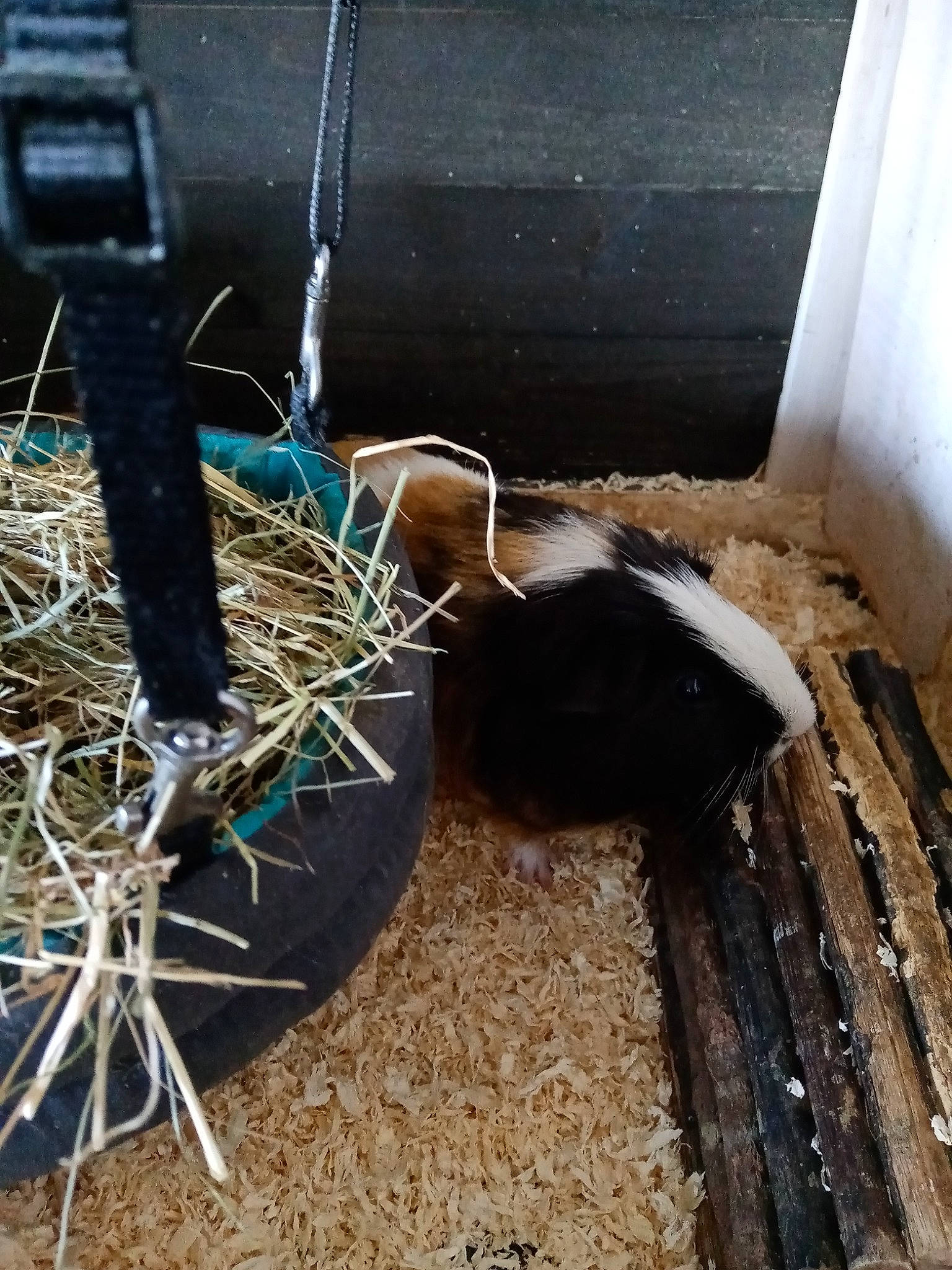 Jojo a rejoint le concours — aidez-le/la à gagner de superbes lots ! cat, plant