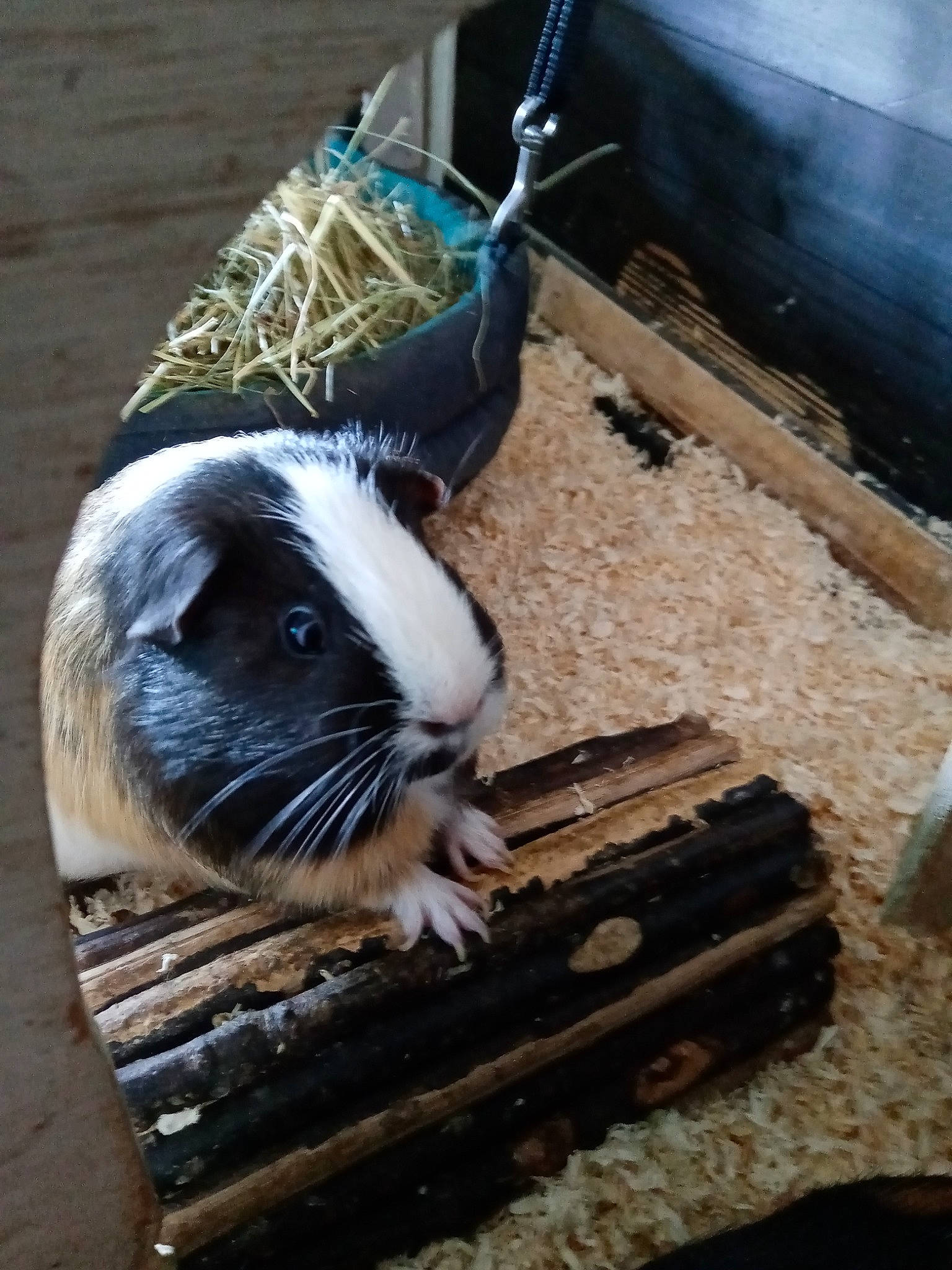 Jojo a rejoint le concours — aidez-le/la à gagner de superbes lots ! degu, gerbil, guinea_pig, mouse, muridae, muroidea, rat, rodent, whiskers