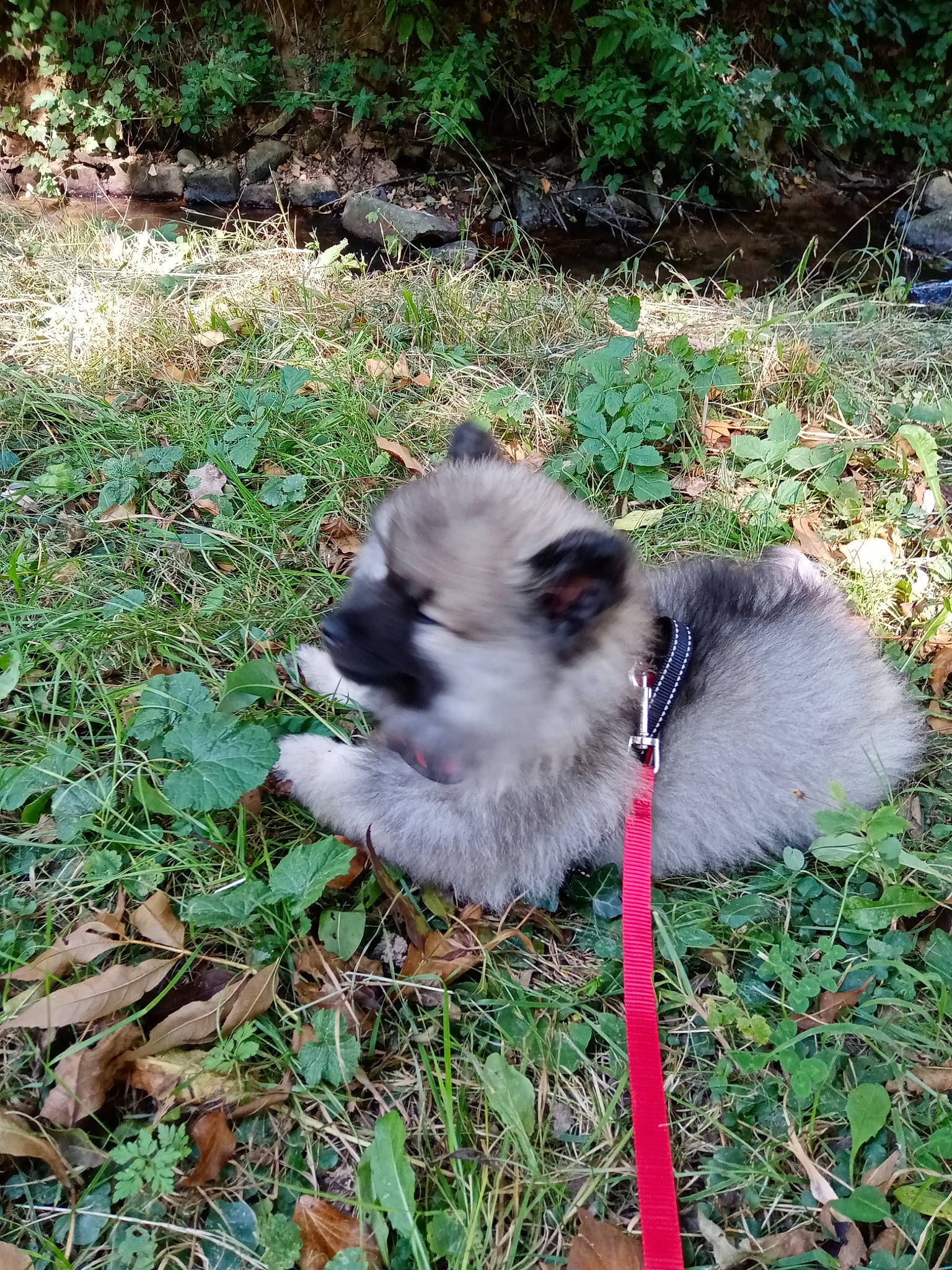 Saphyr participe au concours pour gagner de l'argent avec cette photo : canidae, carnivore, companion_dog, dog, dog_breed, fawn, fur, garden, grass, groundcover, non_sporting_group, plant, primate, snout, soil, sporting_group, tail, terrestrial_animal, toy_dog, wildlife