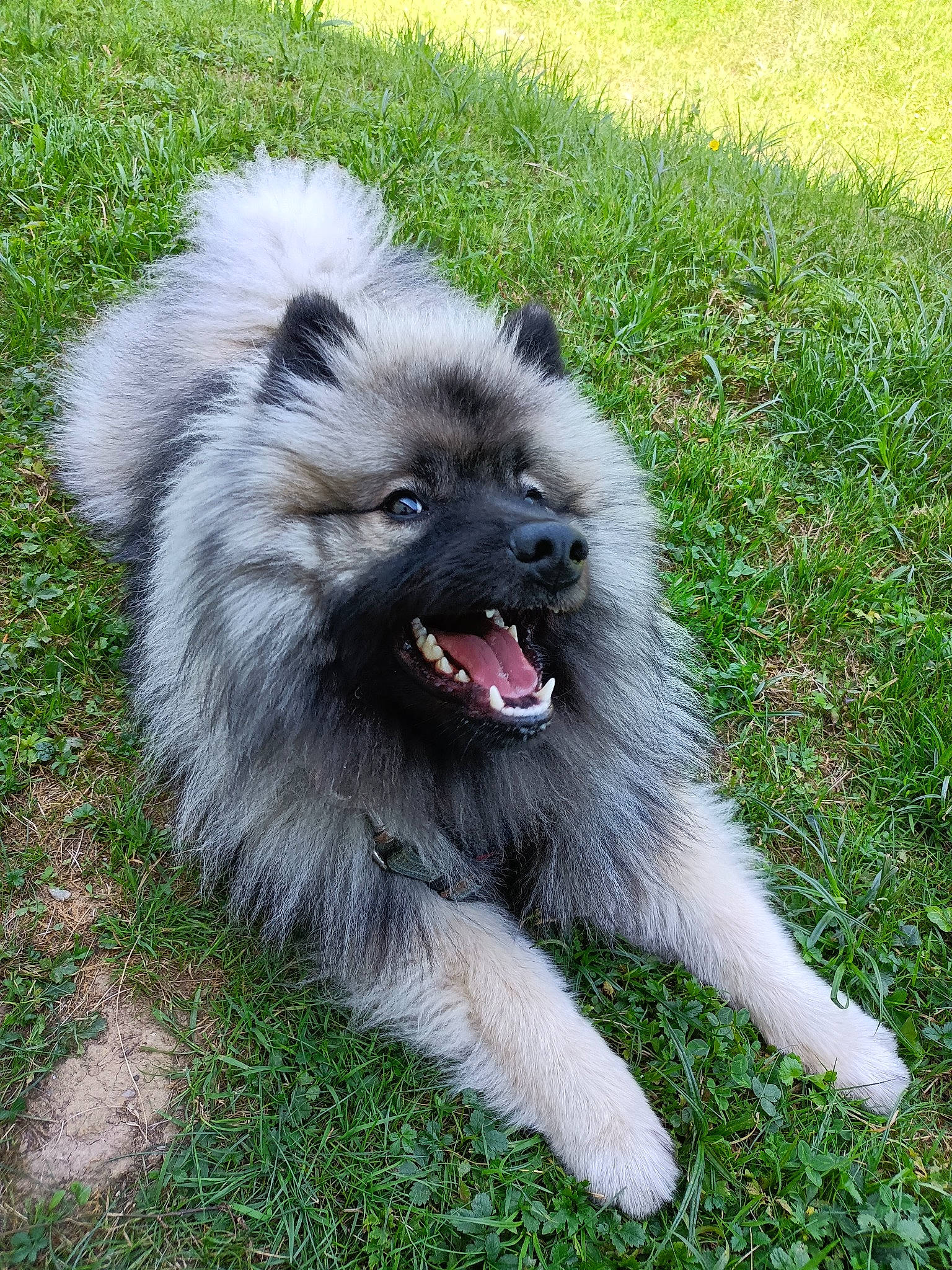 Saphyr a rejoint le concours — aidez-le/la à gagner de superbes lots ! ancient_dog_breeds, canidae, carnivore, companion_dog, dog, dog_breed, fawn, german_spitz, german_spitz_klein, grass, groundcover, non_sporting_group, snout, sporting_group, terrestrial_animal, toy_dog, working_animal, working_dog