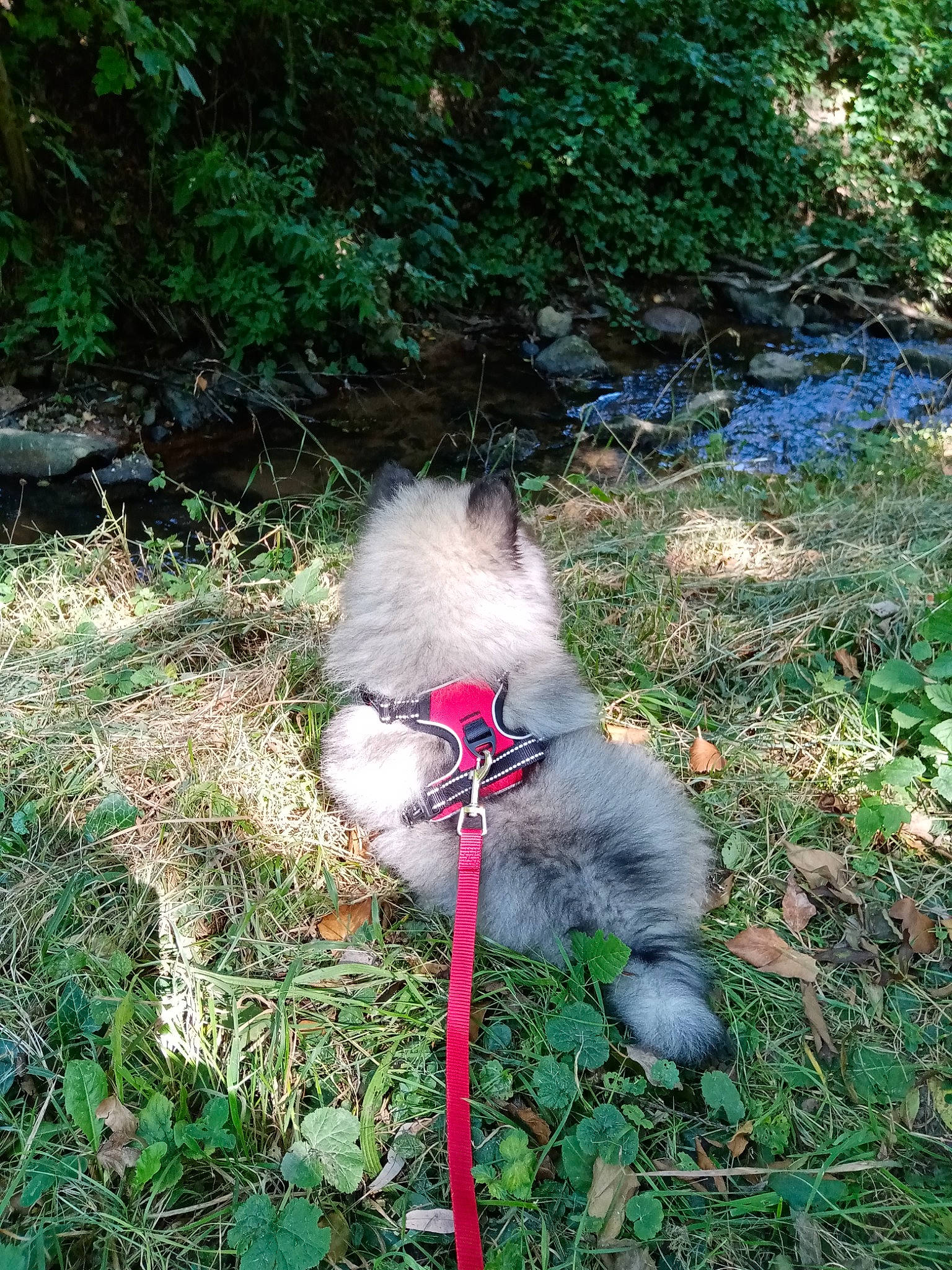 Saphyr a rejoint le concours — aidez-le/la à gagner de superbes lots ! canidae, carnivore, companion_dog, dog, dog_breed, fawn, felidae, fur, garden, grass, groundcover, lawn_ornament, plant, shrub, soil, sporting_group, tail, terrestrial_animal, terrestrial_plant, walking