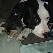 Man is registered to the contest to win money with this photo: animal, black_and_white, cat, closeup, collar, companion, couch, cute, dog, domestic, friendship, furry, indoor, kitten, paw, pet, relaxing, resting, snuggling, tabby