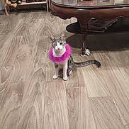 Baby Girl is registered to the contest to win money with this photo: cat, pink_feather_boa, winking, wooden_floor, glass_coffee_table, bookshelf, books, dvds, doll, bee_costume, living_room, floor_tiles, furniture, photography, cute, pet, indoor, playful, animal, decor