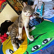 Nipples joined the competition — help win amazing prizes! animal, blanket, carpet, cartoon, cat, clothes, colorful, cozy, fabric, feline, fur, gray_cat, indoor, pet, pile, relaxed, resting, sleepy, wall, white_cat