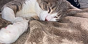 Nipples is registered to the contest to win money with this photo: animal, blanket, cat, closeup, comfort, cozy, cute, domestic, fur, furry, gray, indoor, naptime, paw, pet, relaxed, resting, sleeping, soft, white