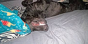 Mazakene is registered to the contest to win money with this photo: animal, bed, bedroom, blanket, bulldog, canine, cushion, dog, furniture, greatdane, homedecor, hound, indoors, linen, person, pet, puppy, quilt, room, sleeping