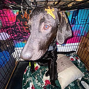 Mazakene is registered to the contest to win money with this photo: animal, black_dog, blanket, cage, canine, closeup, companion, confused, cozy, crate, dog, fur, furniture, indoor, looking, messy, orange_substance, pet, pet_bed, pillow