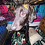 animal, black_dog, blanket, cage, canine, closeup, companion, confused, cozy, crate, dog, fur, furniture, indoor, looking, messy, orange_substance, pet, pet_bed, pillow