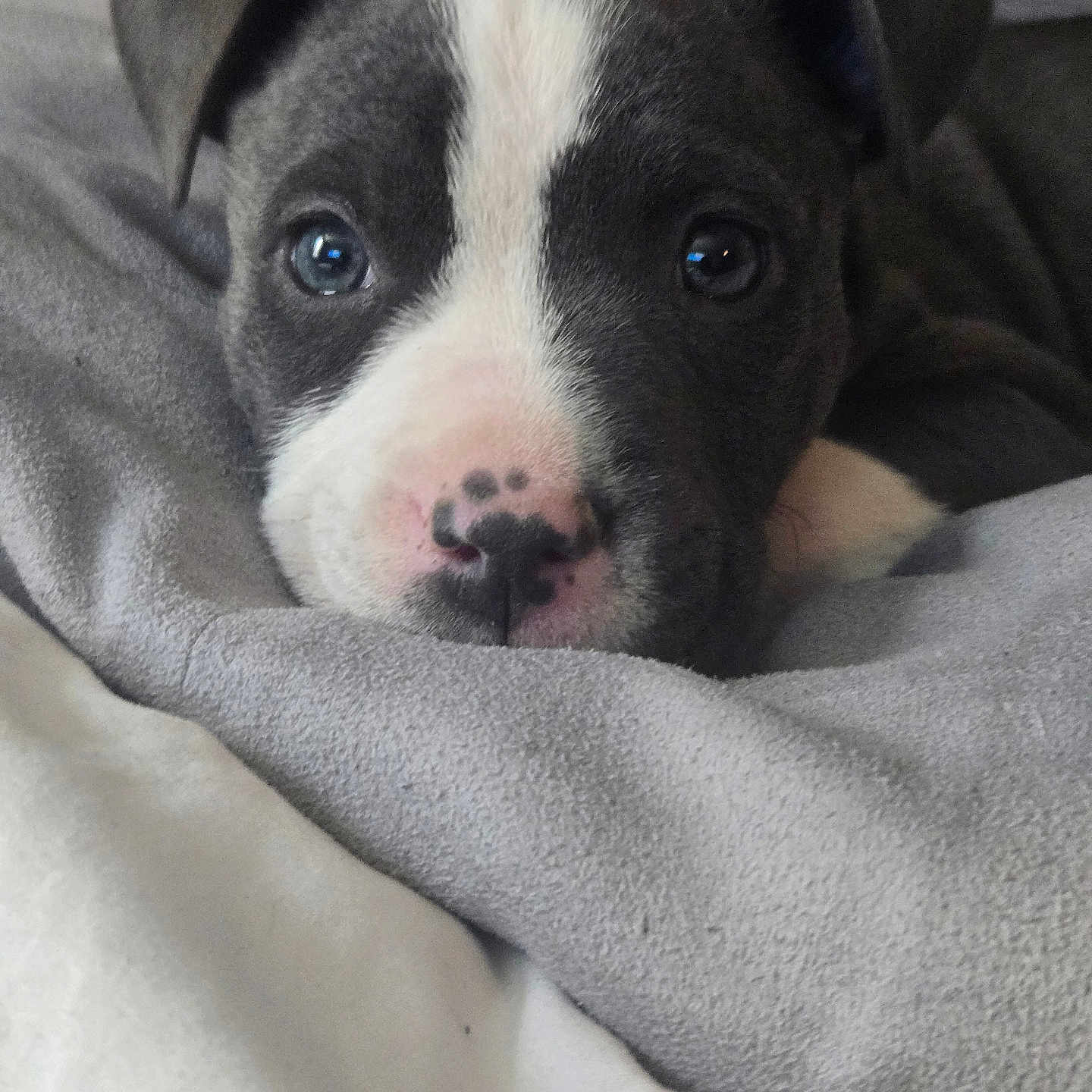 Kaya is registered to the contest to win money with this photo: animal, blanket, close_up, cozy, cute, dog, eyes, face, fur, gray, indoor, muzzle, nose, pet, portrait, puppy, resting, sleepy, soft, young