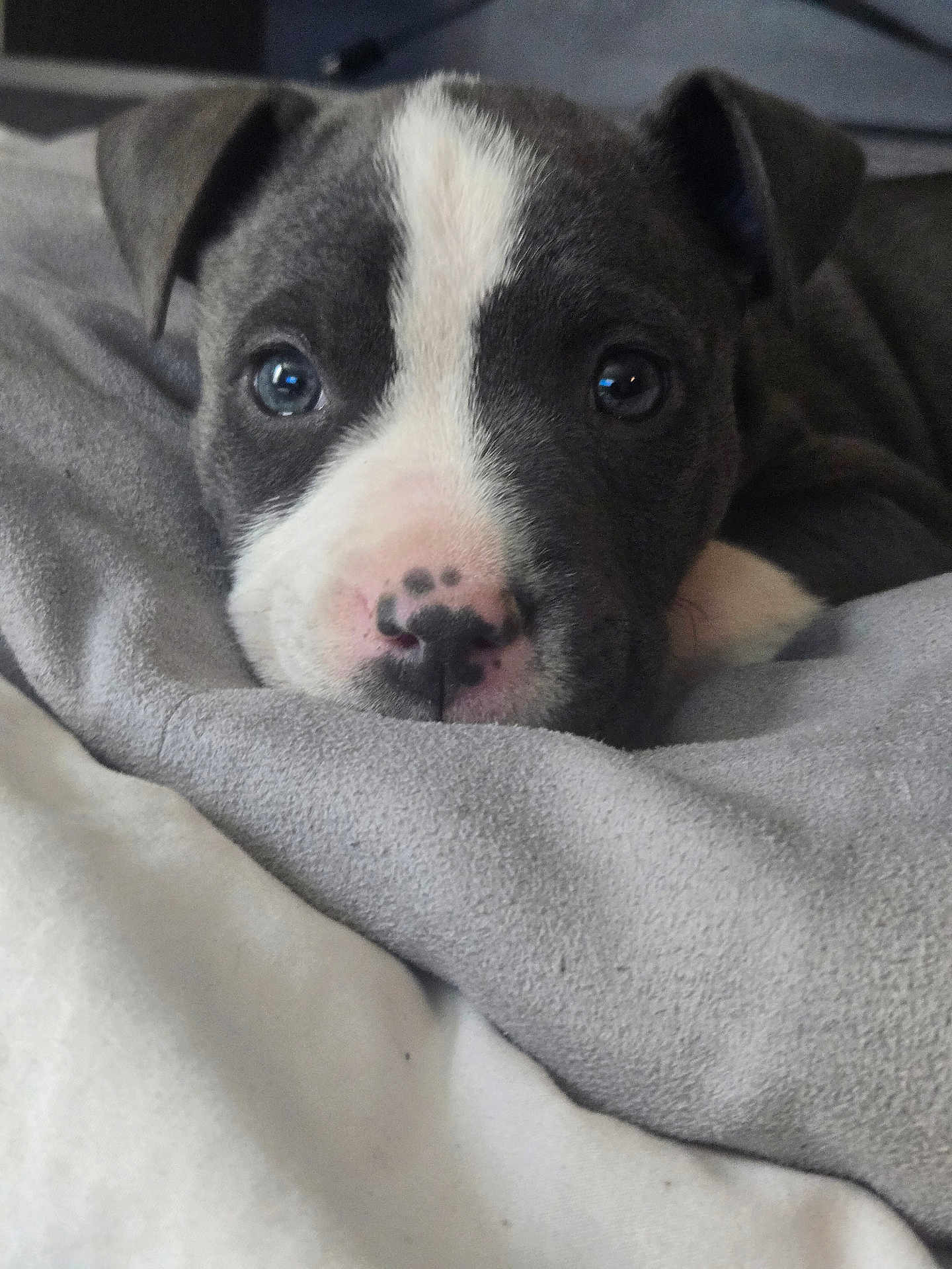 Kaya is registered to the contest to win money with this photo: animal, blanket, close_up, cozy, cute, dog, eyes, face, fur, gray, indoor, muzzle, nose, pet, portrait, puppy, resting, sleepy, soft, young