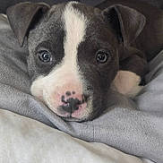 Kaya is registered to the contest to win money with this photo: animal, blanket, brown, calm, close_up, cute, dog, eyes, face, fur, indoor, lying_down, muzzle, nose, pet, puppy, resting, soft, white, young