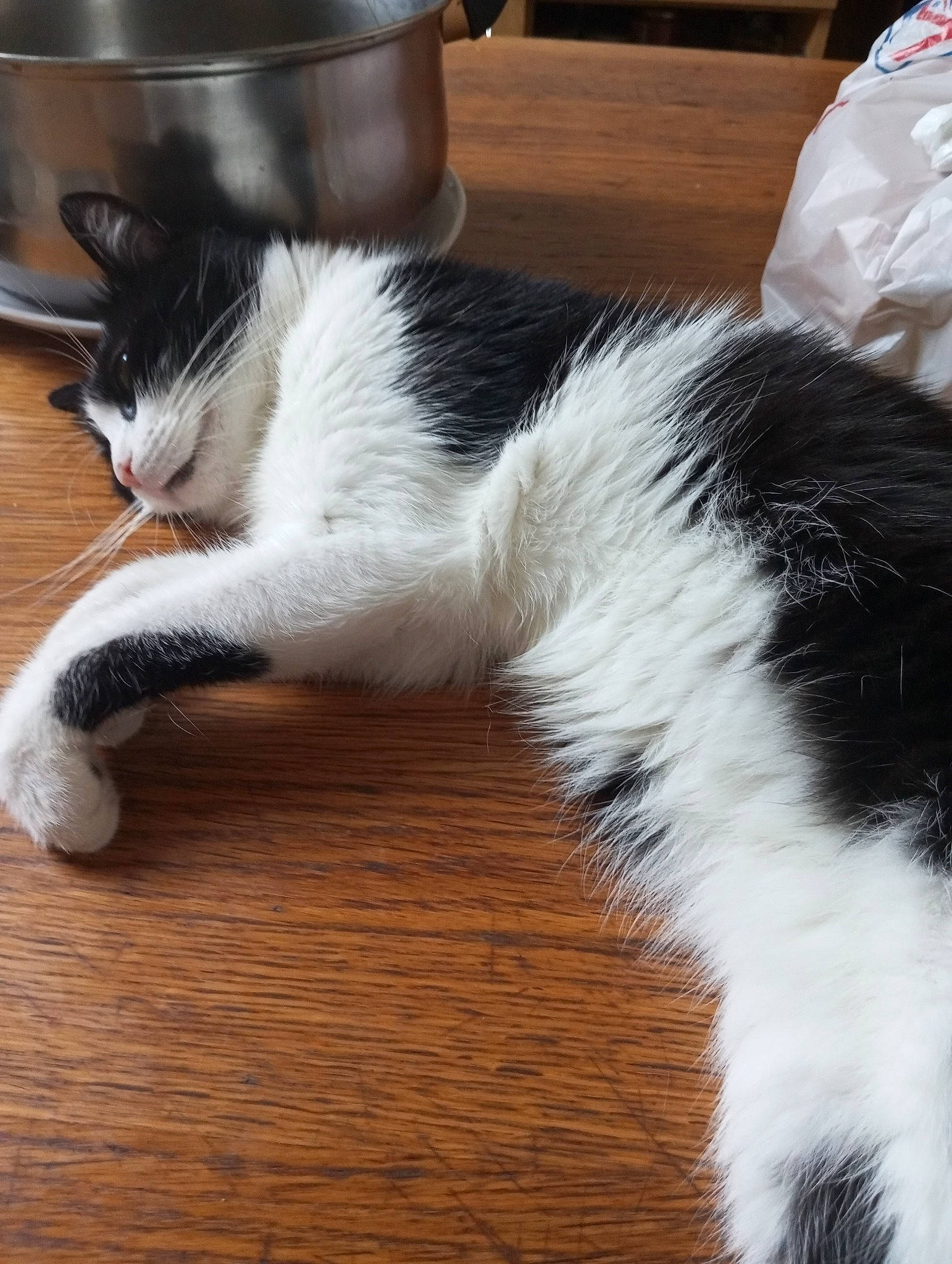 Noopy participe au concours pour gagner de l'argent avec cette photo : cat, claw, comfort, domestic_short_haired_cat, felidae, flooring, foot, fur, hardwood, human_leg, lap, nap, paw, small_to_medium_sized_cats, tail, terrestrial_animal, whiskers, window, wood, wood_flooring