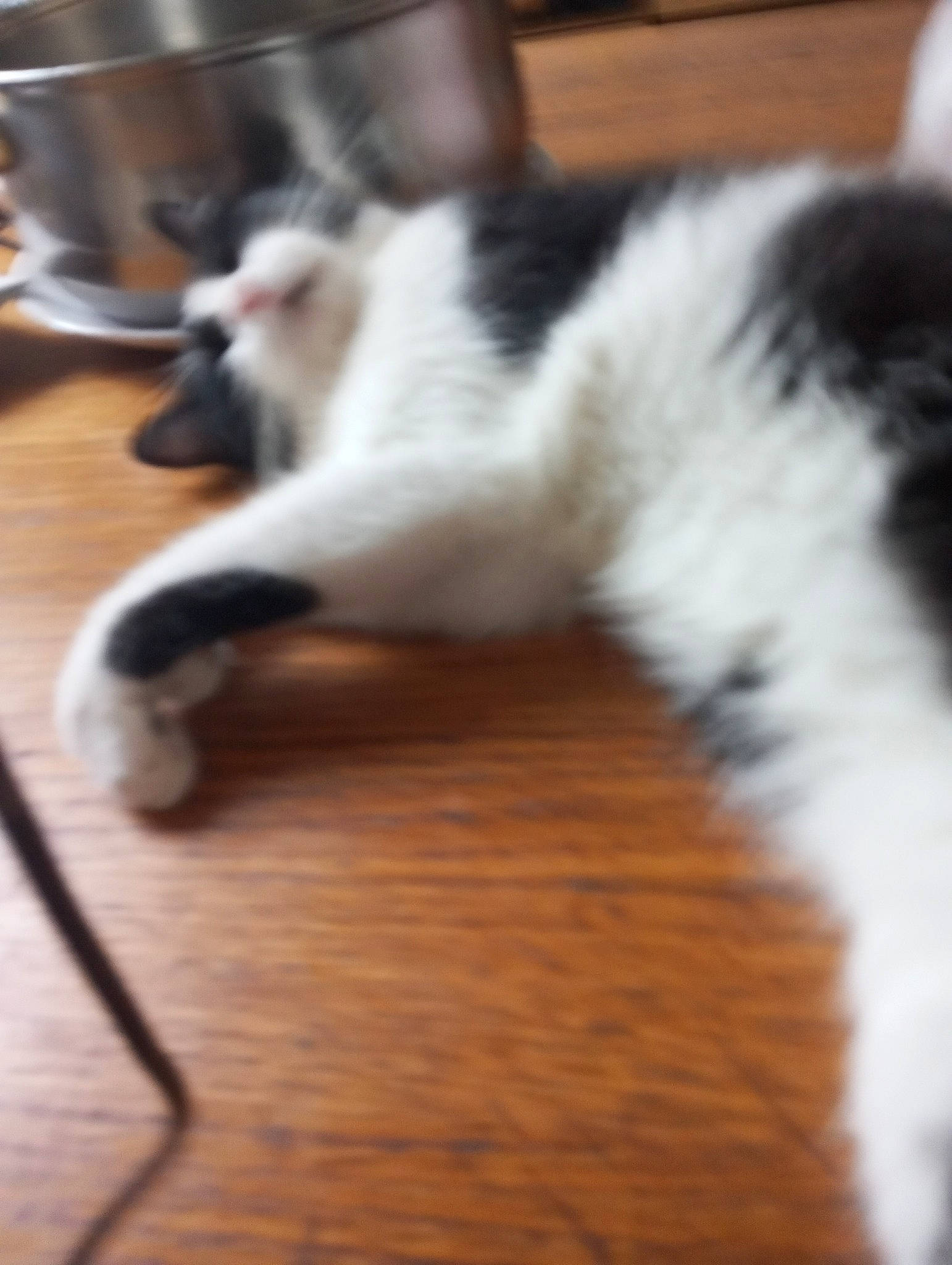 Noopy a rejoint le concours — aidez-le/la à gagner de superbes lots ! carnivore, cat, comfort, domestic_short_haired_cat, felidae, floor, flooring, fur, hardwood, laminate_flooring, paw, plywood, small_to_medium_sized_cats, tableware, tail, varnish, whiskers, wood, wood_flooring, wood_stain