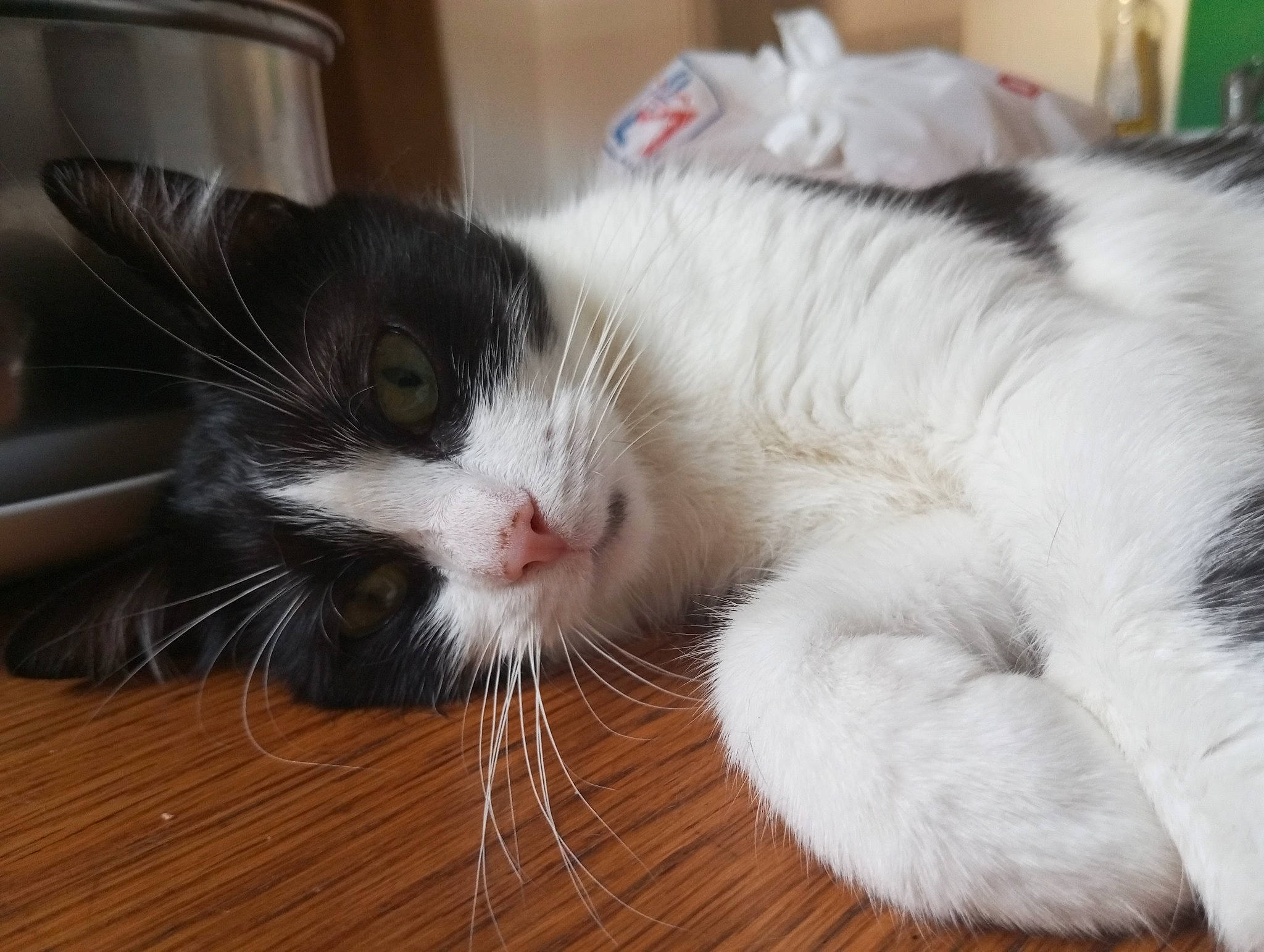 Noopy participe au concours pour gagner de l'argent avec cette photo : carnivore, cat, claw, comfort, domestic_short_haired_cat, felidae, flooring, foot, fur, hardwood, nap, paw, small_to_medium_sized_cats, snout, tail, whiskers, wood