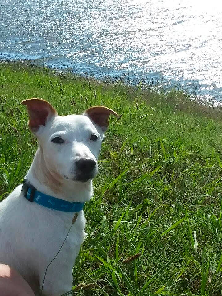 Shorty is registered to the contest to win money with this photo: canidae, carnivore, collar, companion_dog, dog, dog_breed, dog_collar, dog_supply, fawn, grass, lake, non_sporting_group, ocean, plant, rampur_greyhound, snout, sporting_group, tail, water, working_animal