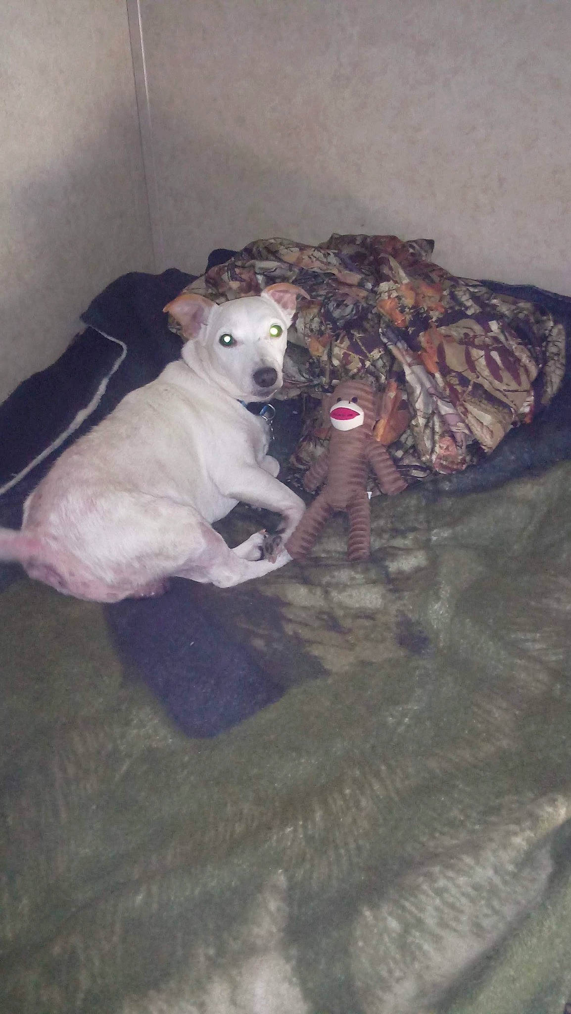 Shorty joined the competition — help win amazing prizes! canidae, carnivore, companion_dog, dog, dog_breed, fawn, flooring, fur, guard_dog, non_sporting_group, paw, sporting_group, street_dog, tail, working_animal