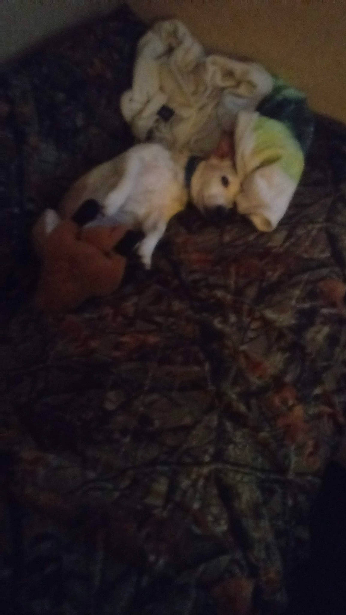 Shorty joined the competition — help win amazing prizes! carnivore, cloud, comfort, companion_dog, darkness, dog_breed, fawn, felidae, flooring, fur, grass, hardwood, small_to_medium_sized_cats, snout, tail, toy, toy_dog, whiskers, wood, wool