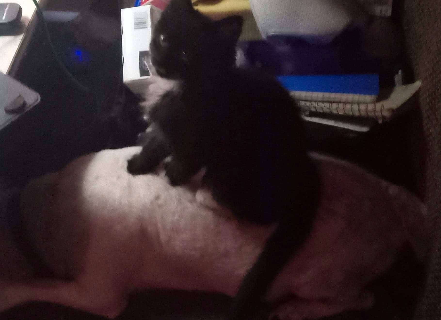 Miss. Kitty joined the competition — help win amazing prizes! black_cat, bombay, carnivore, cat, cloud, comfort, companion_dog, dog_breed, felidae, foot, fur, gesture, human_leg, paw, room, small_to_medium_sized_cats, snout, sporting_group, tail, whiskers