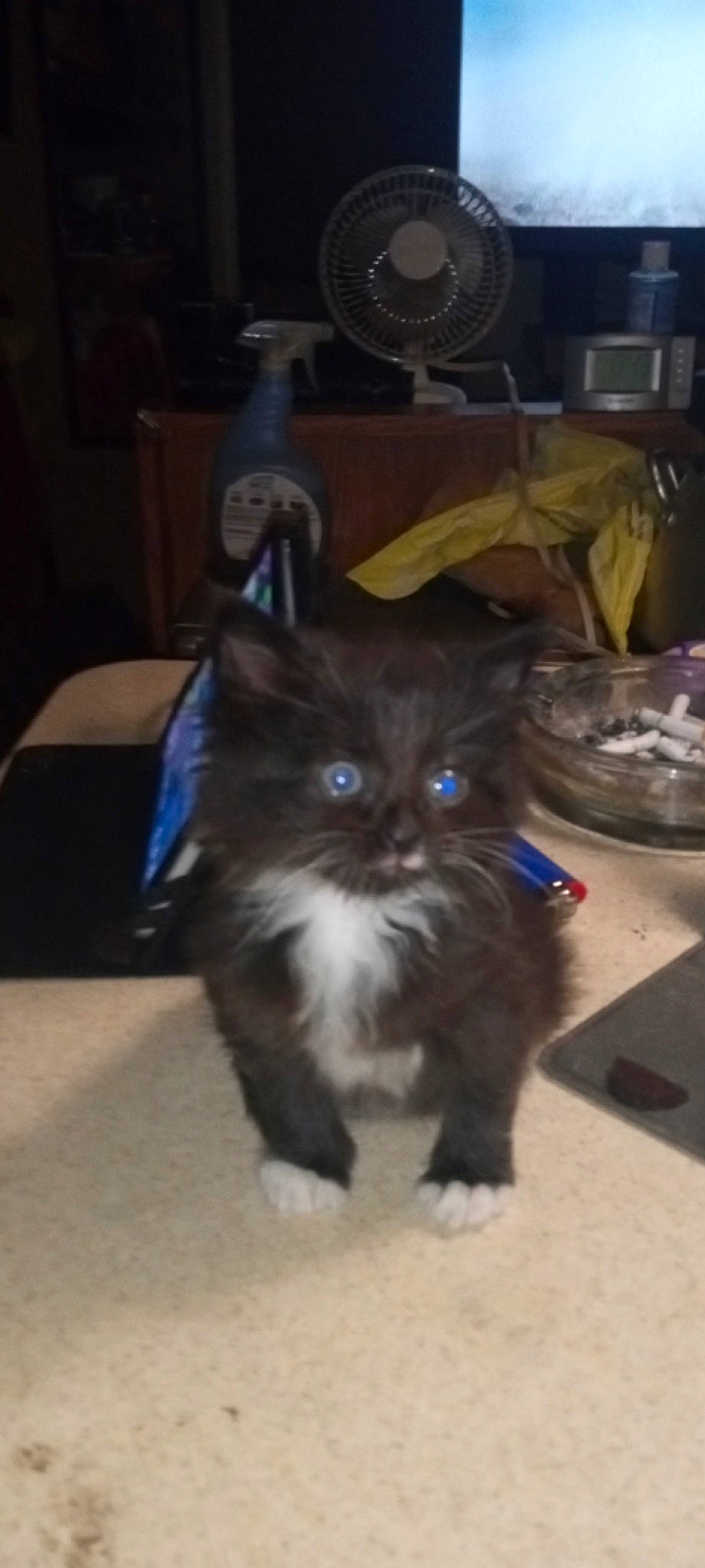 Miss. Kitty joined the competition — help win amazing prizes! automotive_tire, black_cat, box, carnivore, cat, chair, claw, domestic_short_haired_cat, electric_blue, felidae, fur, paw, picture_frame, plant, plastic_bag, small_to_medium_sized_cats, snout, tail, terrestrial_animal, whiskers