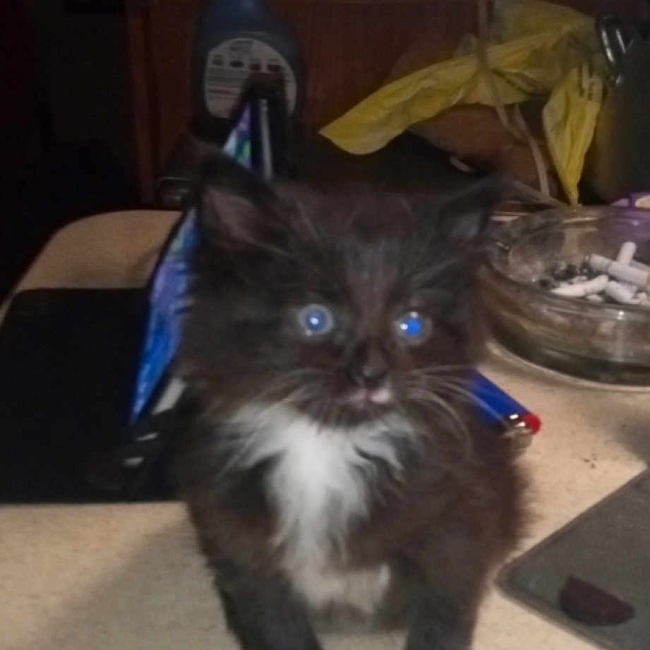 Miss. Kitty