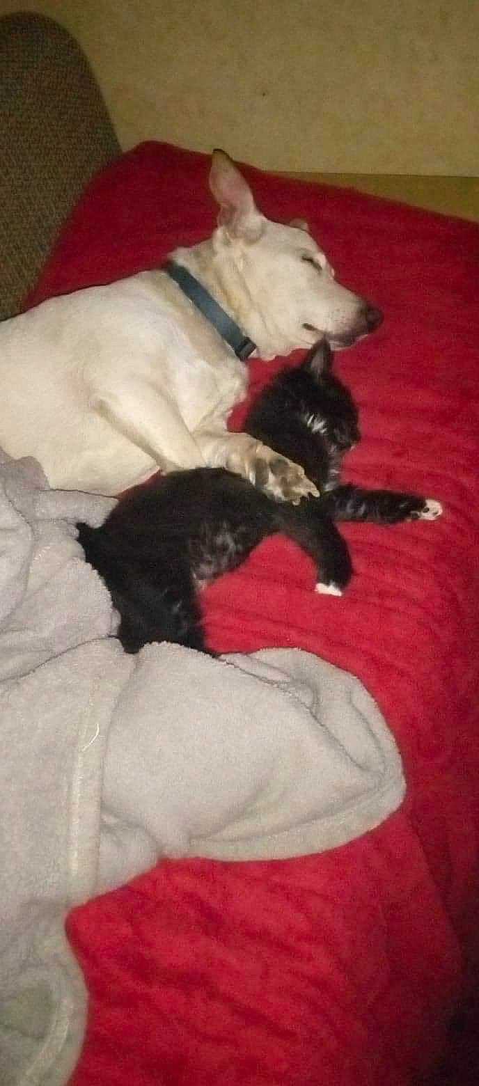 Miss. Kitty is registered to the contest to win money with this photo: ball, bed, canidae, carmine, carnivore, comfort, companion_dog, dog, dog_breed, dog_supply, felidae, flooring, fur, guard_dog, linens, paw, sighthound, sporting_group, tail, working_animal