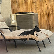 Oreo is registered to the contest to win money with this photo: dog, outdoor, chair, cushion, fence, backyard, pet, lounging, black_and_white, canine, relaxing, air_conditioner, metal_frame, sunlight, quiet, side_view, small_dog, domestic_animal, resting, home