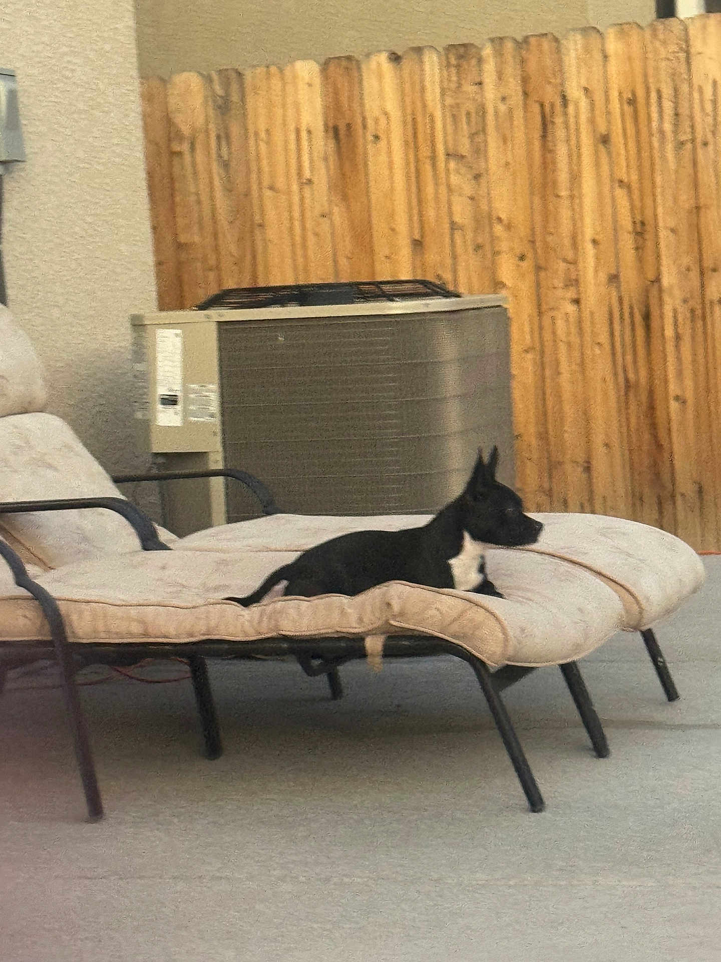 Oreo