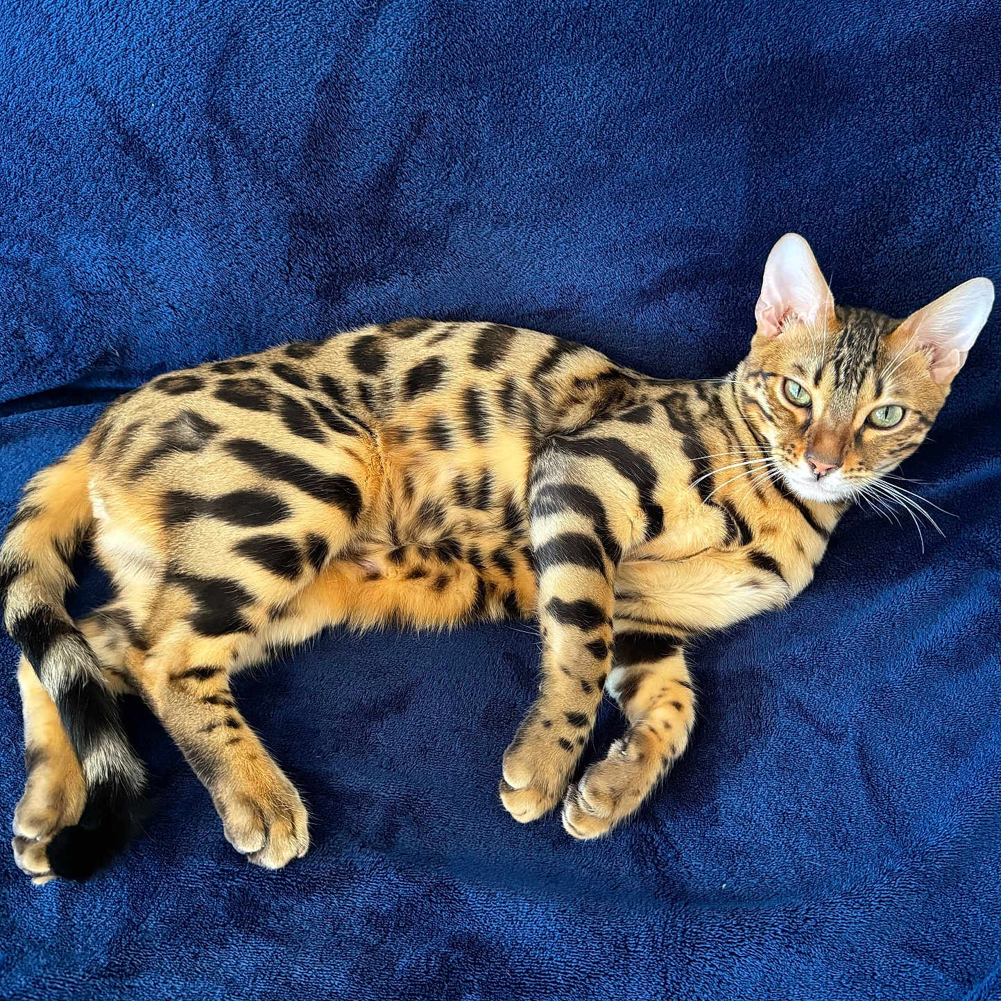 Sushi participe au concours pour gagner de l'argent avec cette photo : bengal_cat, cat, animal, pet, feline, spotted_coat, green_eyes, lying_down, blue_blanket, indoor, fur, whiskers, tail, ears, relaxed, cute, domestic_cat, mammal, closeup, portrait