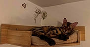 Sushi a rejoint le concours — aidez-le/la à gagner de superbes lots ! cat, feline, striped_cat, wooden_shelf, cushion, indoor, wall, relaxed, resting, pet, animal, cozy, furniture, decor, butterfly_decal, leaf_decal, brown, beige, sleepy, home
