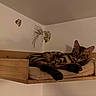 cat, feline, striped_cat, wooden_shelf, cushion, indoor, wall, relaxed, resting, pet, animal, cozy, furniture, decor, butterfly_decal, leaf_decal, brown, beige, sleepy, home