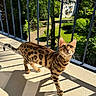 Sushi a rejoint le concours — aidez-le/la à gagner de superbes lots ! bengal_cat, cat, animal, pet, outdoor, balcony, sunlight, shadow, greenery, tree, building, curious, looking_up, striped, spotted, fur, whiskers, ears, tail, nature