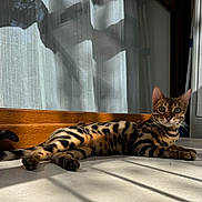 Sushi a rejoint le concours — aidez-le/la à gagner de superbes lots ! cat, bengal_cat, animal, pet, indoor, sunlight, shadow, floor, wooden_baseboard, window, curtain, striped, spotted, relaxed, feline, whiskers, ears, tail, domestic_cat, resting
